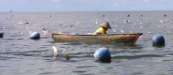 petani rumput laut di Tinanggea ini terancam kehilangan pekerjaan, setelah laut tempat membudidaya rumput laut tercemar oleh kegiatan pertambangan PT baula Petra Buana. FOTO : LAN