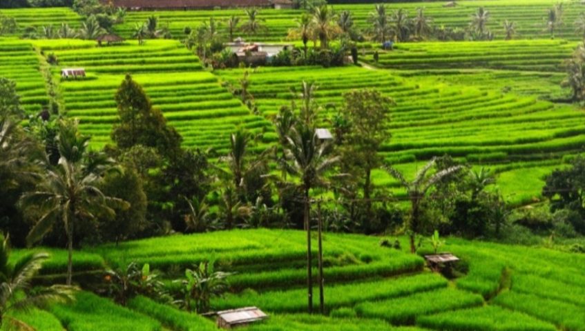 Wacana Desa Wisata dalam Arus Liberalisasi