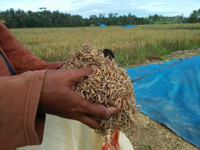 gabah petani di desa wa ode Angkalo rusak karena terendam banjir dalam beberapa hari terakhir. FOTO ; MIRDAT
