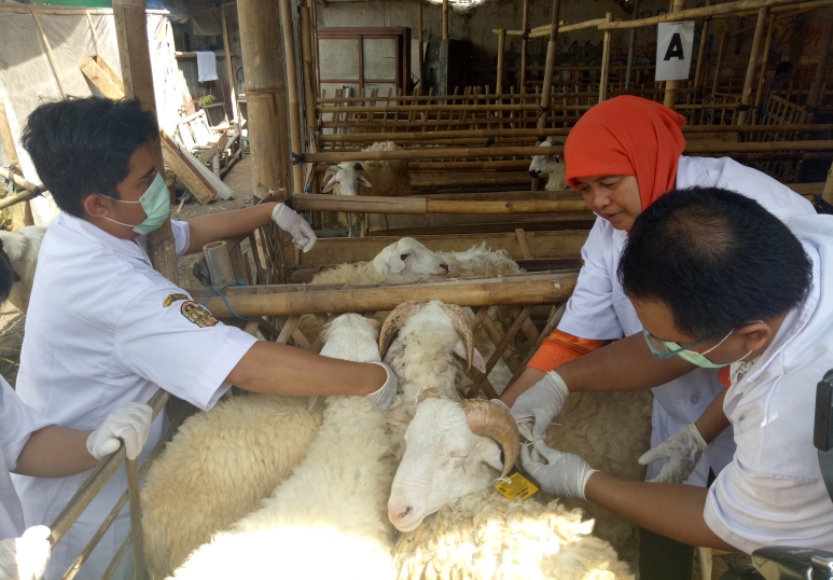 hewan ternak yang akan dijadikan sebagai kurban di hari raya idul adha ini dilakukan pemeriksaan oleh dokter hewan di Yogyakarta. FOTO : NADHIR ATTAMIMI