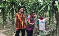 Hugua Tertarik Budidaya Buah Naga dan Nilam &nbsp;di Konsel