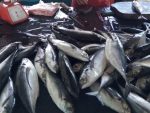 harga ikan di sejumlah pasar di aceh singkil masih stabil jelang bulan ramadhan. FOTO : MAN