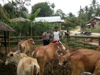 Kanit Binmas Polsek Birem Bayeun Polresta Langsa Aiptu Saiful Ritonga melakukan sambang ke pemilik ternak. FOTO : ROBY SINAGA