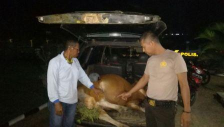 Komplotan Pencuri Sapi Ditangkap, Ini yang Dilakukan Pemiliknya