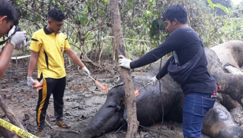 Warga Temukan Gajah Mati di Aceh Timur