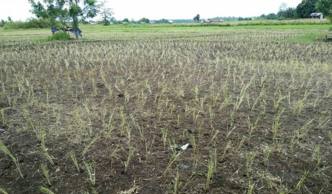 Ironis,Tanaman Padi Mati Kekeringan di Samping Saluran Irigasi
