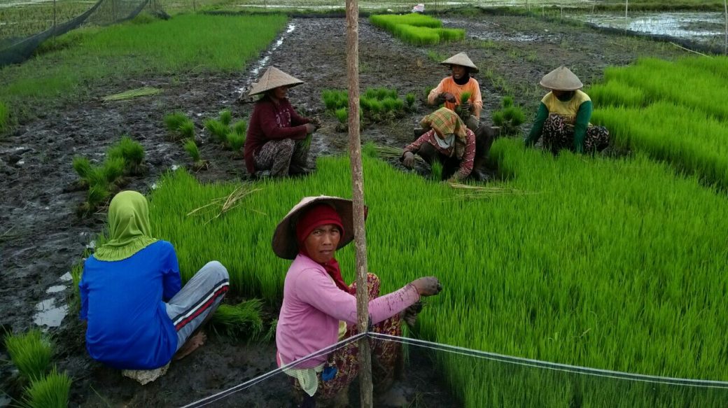 Petani Rela Tidak Mandi Demi Memenuhi Kebutuhan Pengairan Sawah