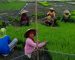 Petani Rela Tidak Mandi Demi Memenuhi Kebutuhan Pengairan Sawah