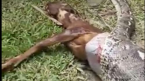 Ular Piton Telan Seekor Sapi di Muna, Warga Bela Perutnya