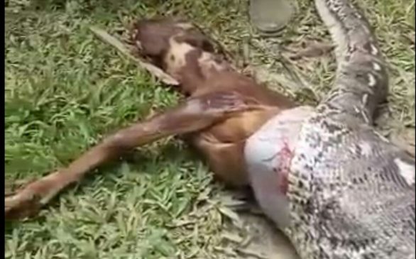 Ular Piton Telan Seekor Sapi di Muna, Warga Bela Perutnya