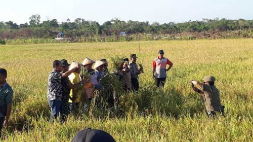 MUNA, SULTRA - Panen Raya padi sawah perdana di Desa Kontukowuna, Kecamatan Kontukowuna, Kabupaten Muna