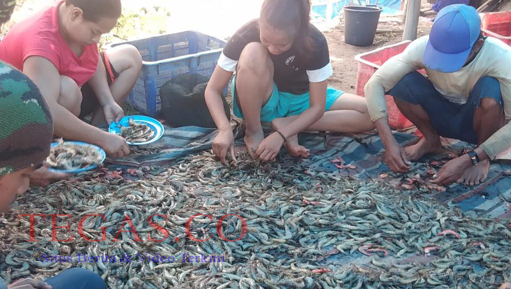 Warga Sekitar Pertambangan PT. Cerindo Panen Udang Paname