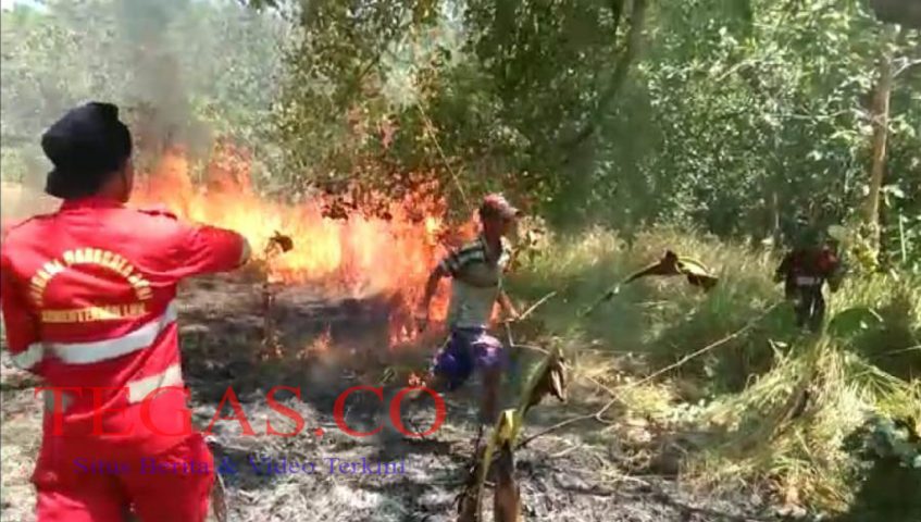Lahan Perkebunan Dua Desa di Kecamatan Tinanggea Ludes Terbakar
