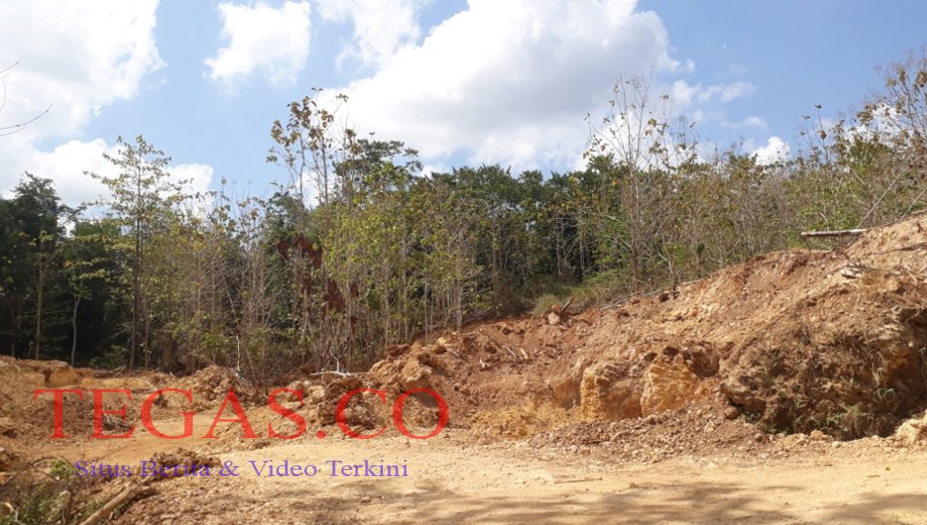 Pemda Mubar Terindikasi Membiarkan Perusakan Hutan di Napano Kusambi