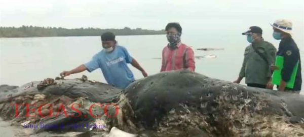Paus Makan Sampah Pelastik Ditemukan Warga Mati di Perairan Wakatobi