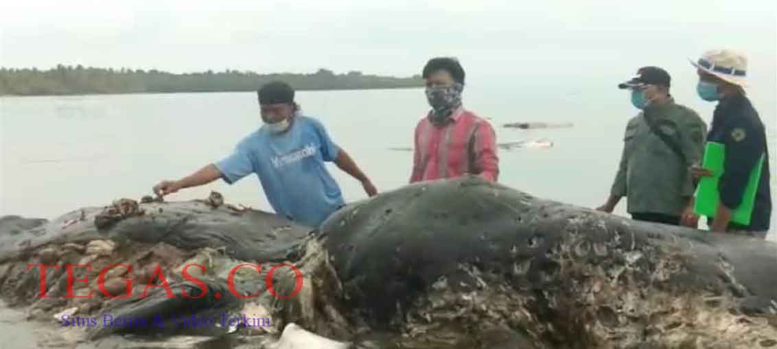 Paus Makan Sampah Pelastik Ditemukan Warga Mati di Perairan Wakatobi