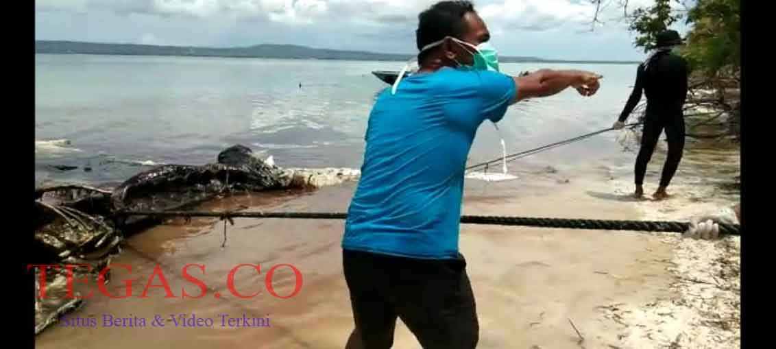 Hindari Pencemaran Lingkungan, Warga Kapota Kubur Bangkai Paus