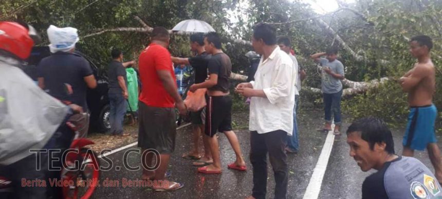 Anging Kencang Disertai Hujan Deras Tumbangkan Pohon Hingga Tutup Jalan Trans-Sulawesi