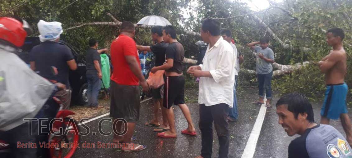 Anging Kencang Disertai Hujan Deras Tumbangkan Pohon Hingga Tutup Jalan Trans-Sulawesi
