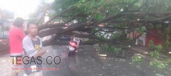 Anak Pengusaha TV Kabel di Lasusua Kolaka Utara Tertimpa Pohon Tumbang