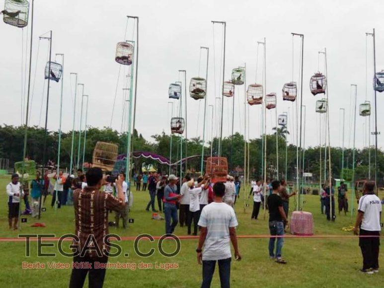 Sampang Gelar Kontes Seni Suara Ayam Bekisar Tingkat Nasional