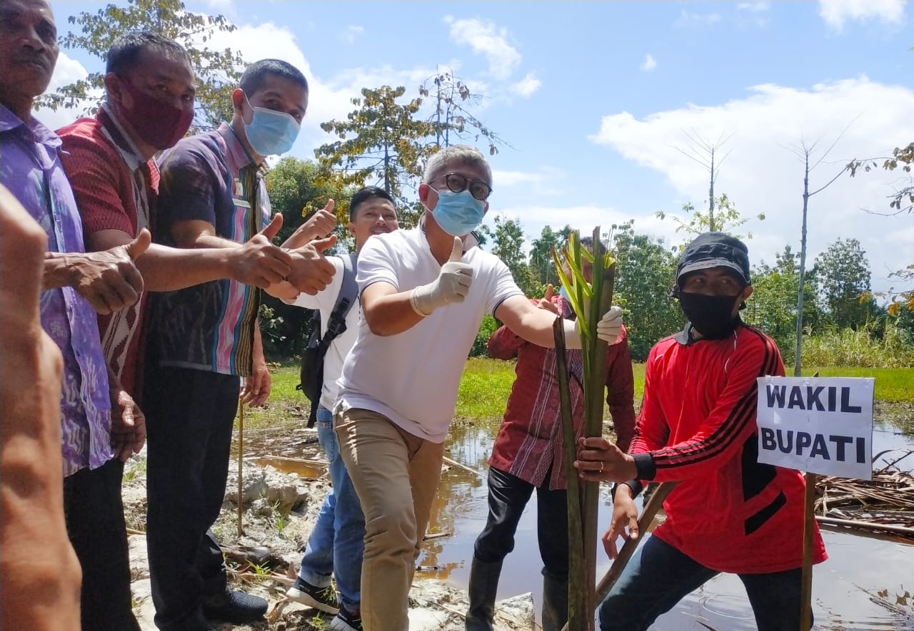 Wakil Bupati Konawe, Gusli Topan Sabara saat lakukan penanaman sagu bersama Petani.