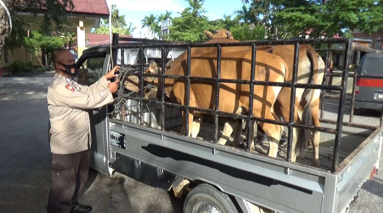 Barang bukti sapi diamankan Polisi