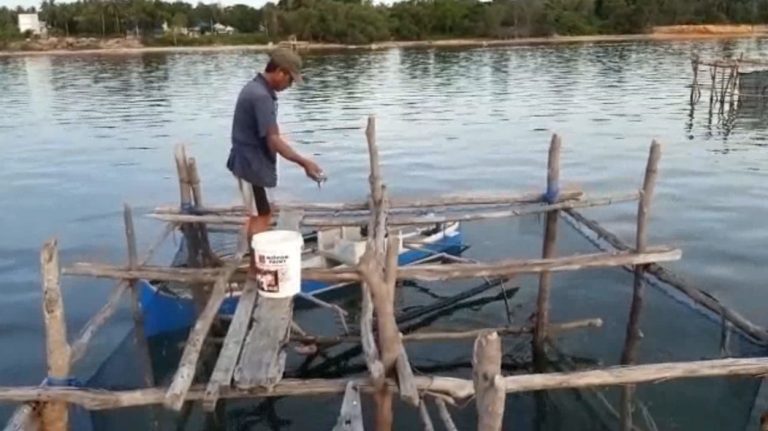 Kisah Nelayan di Kolaka Bertahan Ditengah Pandemi Covid-19 dengan Budidaya Kerapu