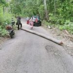 Musim Pancaroba di Selayar Kembali Tumbangkan Pohon Kelapa