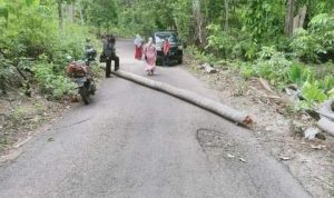 Musim Pancaroba di Selayar Kembali Tumbangkan Pohon Kelapa