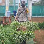 Program Green House Polsek Mastim Untuk Masyarakat