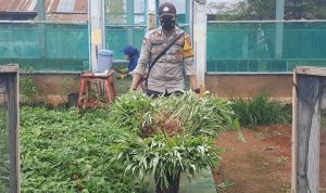 Program Green House Polsek Mastim Untuk Masyarakat