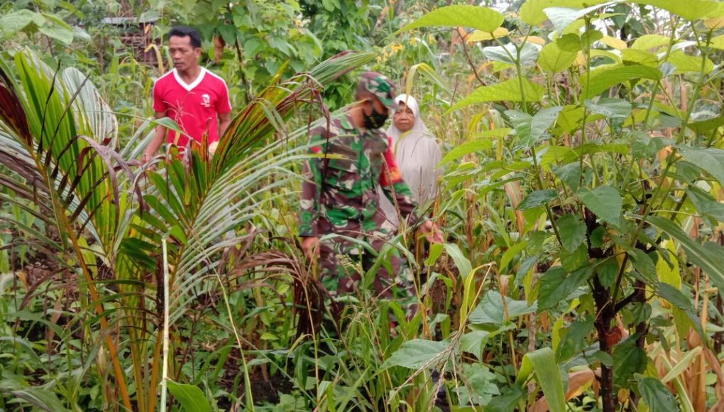 Bantu Ketersediaan Pangan, Babinsa Mawasangka Ajak Warga Garap Lahan Tidur