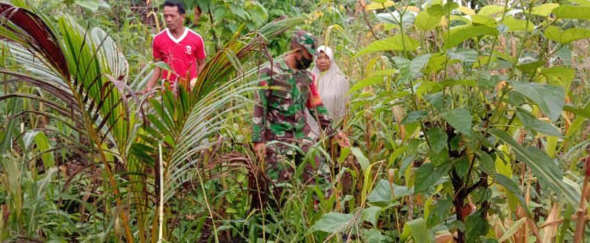 Bantu Ketersediaan Pangan, Babinsa Mawasangka Ajak Warga Garap Lahan Tidur