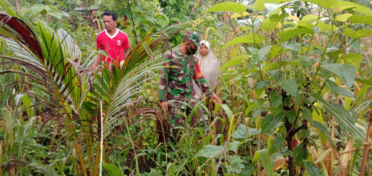 Koptu Supardi bersama warga memanen jagung
