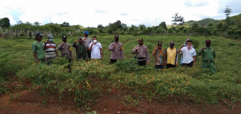 Potensi Tanaman Cabai Kampung Tangguh desa Labaha