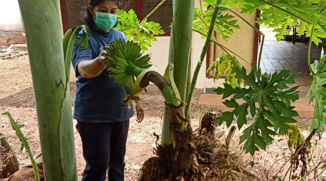 Pohon Pisang Unik Berbuah Setelah Ditebang