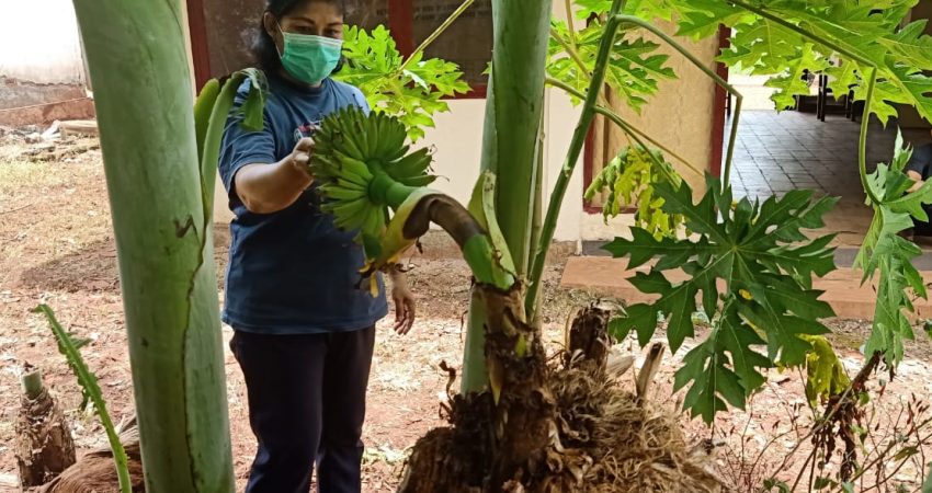 Pohon Pisang Unik Berbuah Setelah Ditebang
