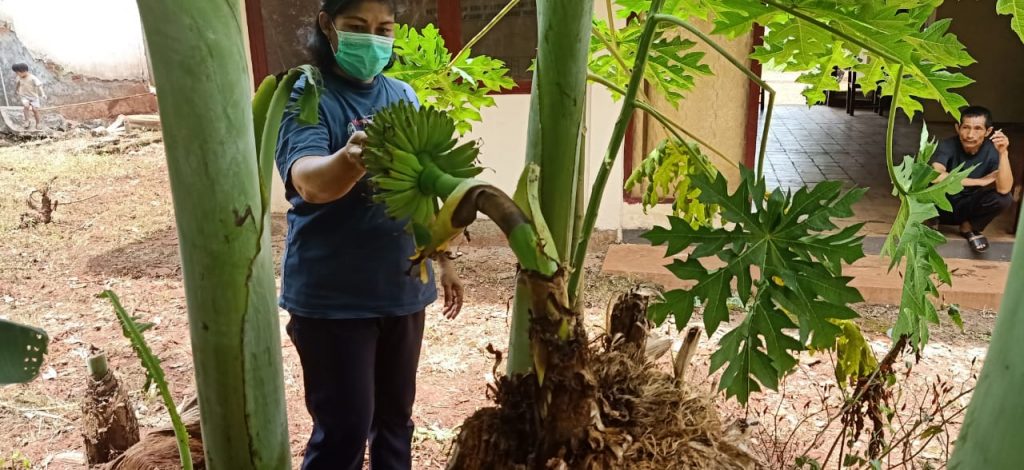 Foto Dewi (warga) saat sedang melihat pohon pisang miliknya tumbuh dengan unik