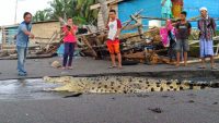 Foto warga sedang melihat kemunculan buaya di pesisir pantai Lamundre