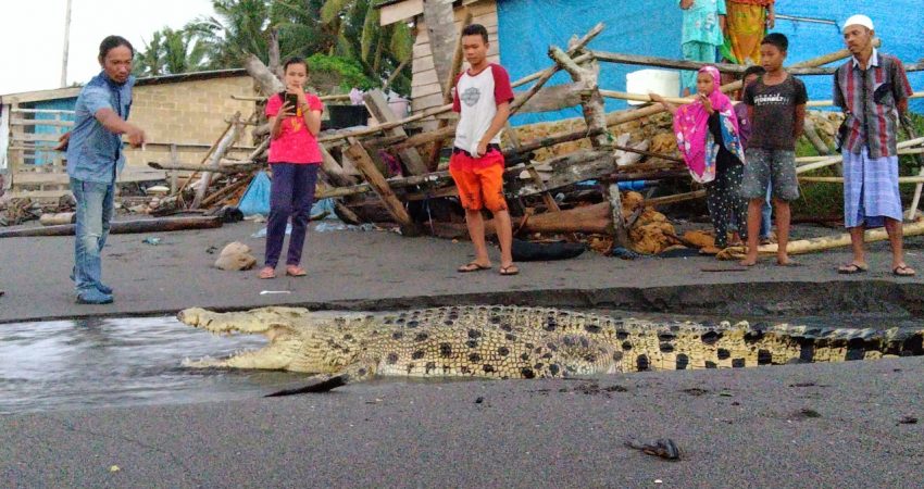 Lagi-lagi! Seekor Buaya Kembali Muncul di Kolaka