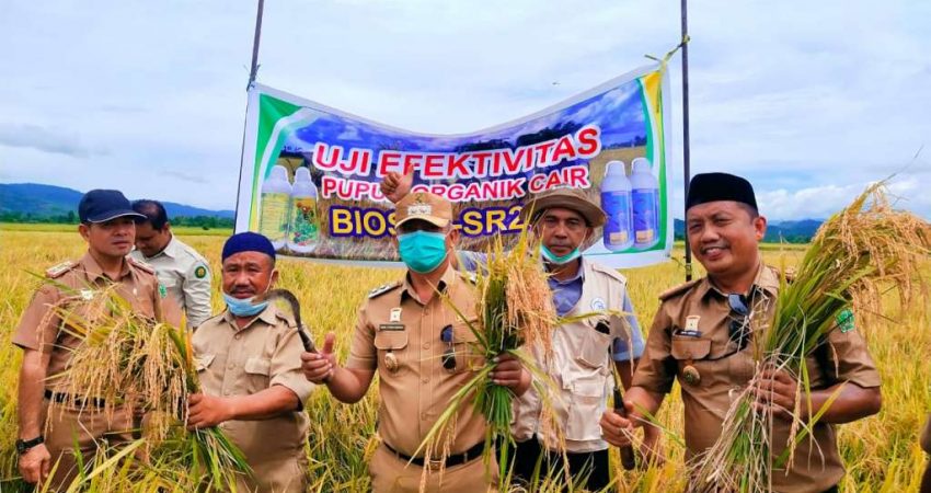 Berkat Biosel, Wabup Konawe Hadiri Panen Raya di Desa Waworoda