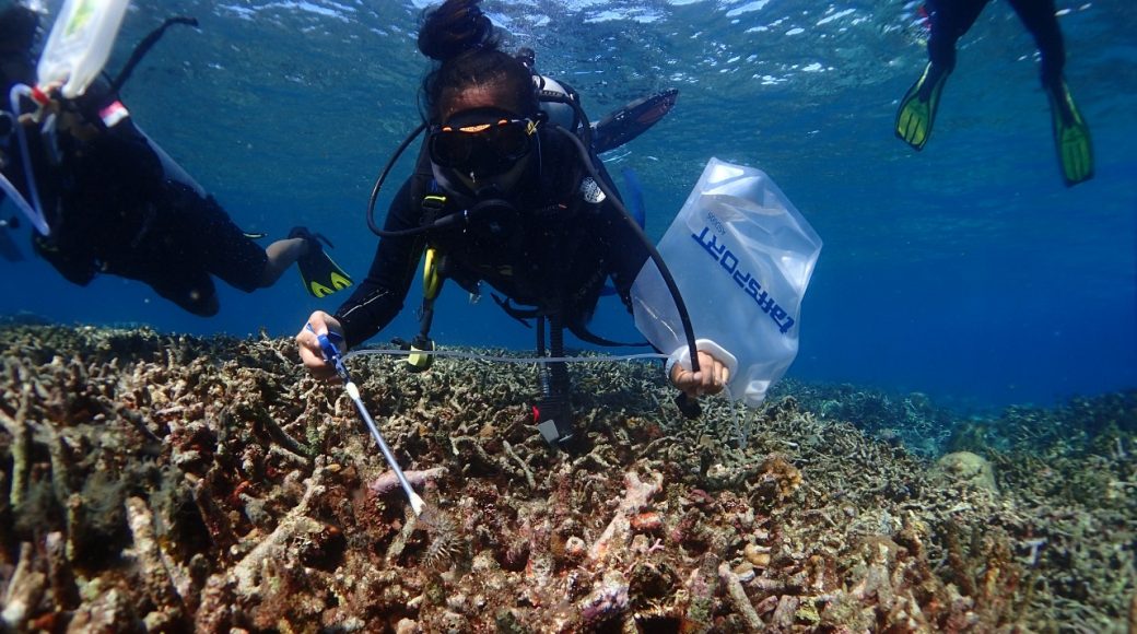 Waspada Hama COTS, Perairan Labengki Masuk Kategori Warning