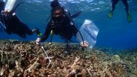 Waspada Hama COTS, Perairan Labengki Masuk Kategori Warning