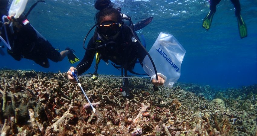 Waspada Hama COTS, Perairan Labengki Masuk Kategori Warning