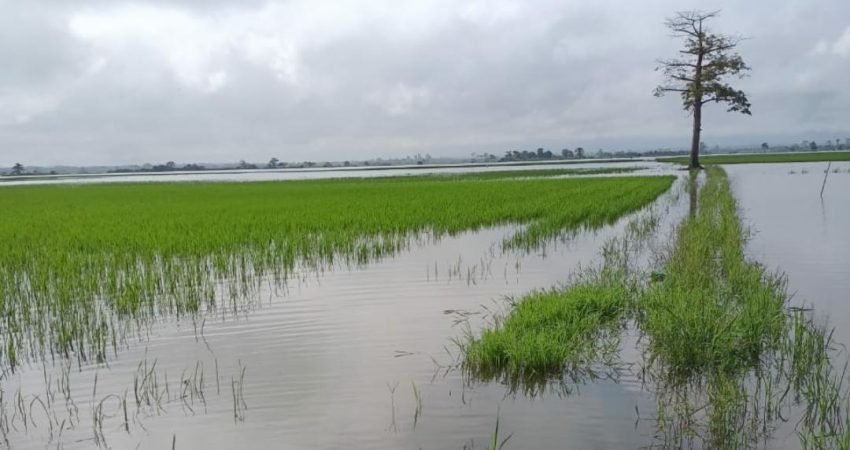 Ratusan Hektar Sawah Kebanjiran, Petani di Konawe Kebingungan Karena Kehabisan Bibit