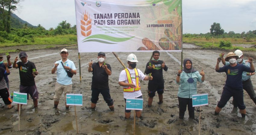 PT Vale Tanam Perdana SRI Organik di Uluere
