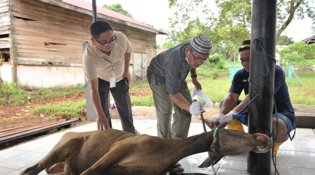 Karyawan ANTAM UBPN Kolaka dan Mitra Kerja menyalurkan 1.437 Daging Kurban