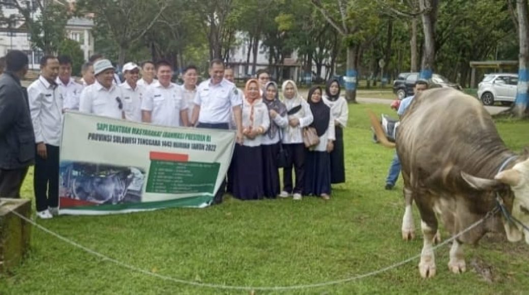Sapi di Konawe Menjadi Pilihan Presiden RI