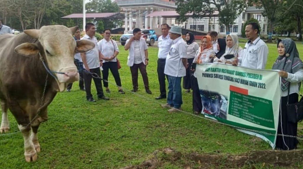 Sapi di Konawe Menjadi Pilihan Presiden RI
